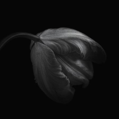 Tulip in monochrome
