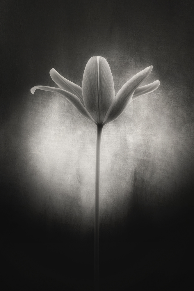 Tulip in black and white a Lotte Grønkjær