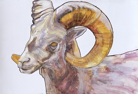 American Long Horn, 2004 (watercolour and acrylic on gesso on paper)  a Lou  Gibbs
