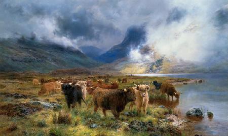 Highland cattles on the shore of the Tay