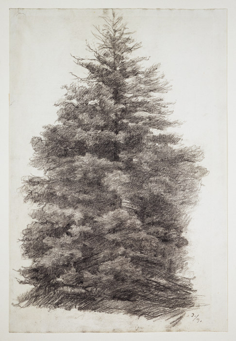 Fir tree a Louis Eysen