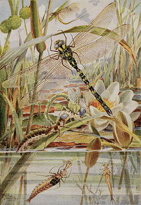 Dragonfly and Mayfly, illustration from 'Stories of Insect Life' by William J. Claxton, 1912 (colour a Louis Fairfax Muckley