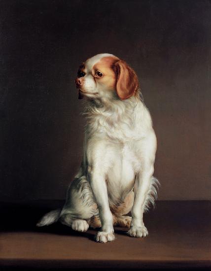 Portrait of a King Charles Spaniel