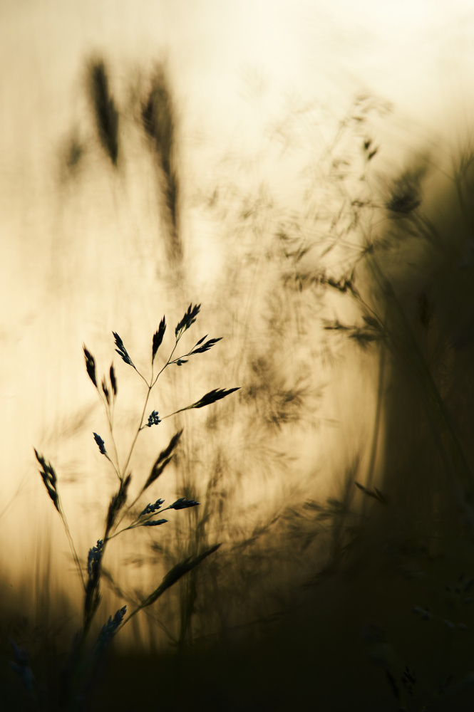 grass a Luc Baekelandt