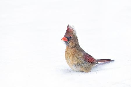 Crested Songbird