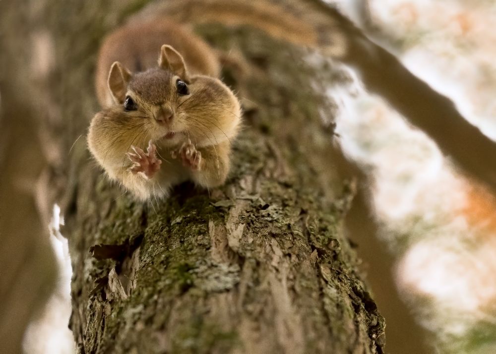 Dont you even try to grab my nuts! a Lucie Gagnon