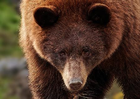 Cinnamon Bear