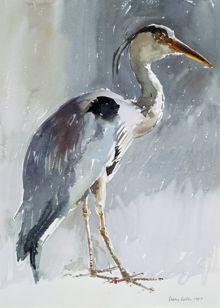 Grey Heron, 1987 (w/c on paper)  a Lucy Willis