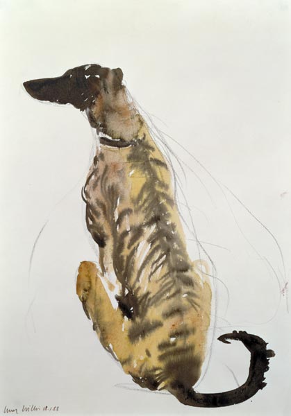 Lurcher Sitting, 1988 (charcoal and w/c on paper)  a Lucy Willis