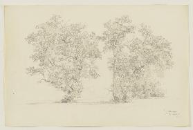 Trees at the Ammer