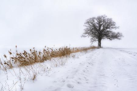 Oak in Fog