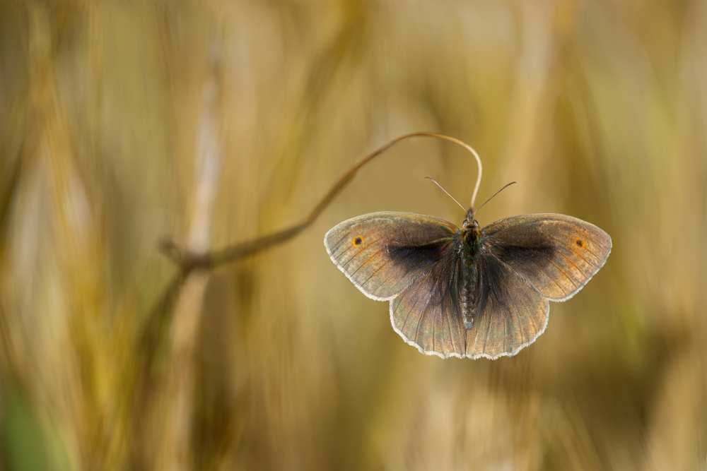 Wings of grass a Luigi Chiriaco