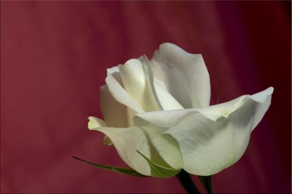 die weiße Rose a Luisa Anders