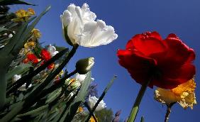 Blumen auf dem Karolinenplatz