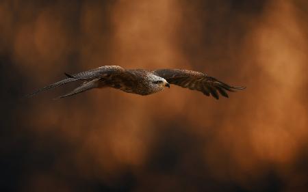 Red kite