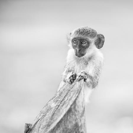 Monkey Portrait