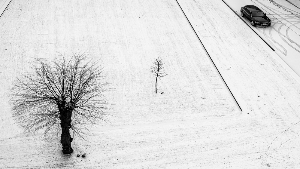 two trees for one car a Lus Joosten