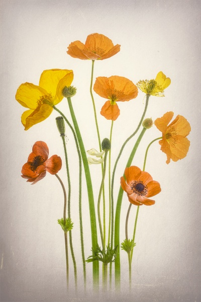 Delightful Poppies a Lydia Jacobs
