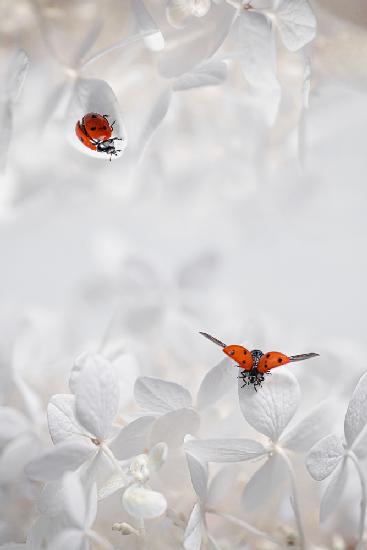 Ladybug Among Flowers