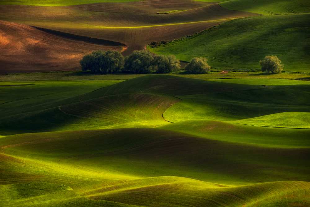 Spring in the Palouse a Lydia Jacobs