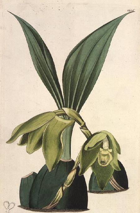 Orchid: Maxillaria ciliaris, by M. Hart (fl.1829), published by I. Ridgway a M. Hart