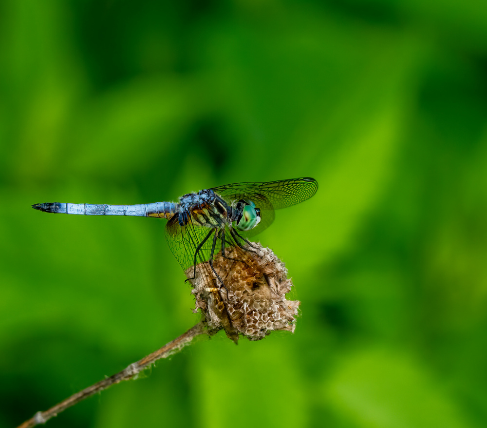 Blue dasher dragonfly a Macro and nature photography