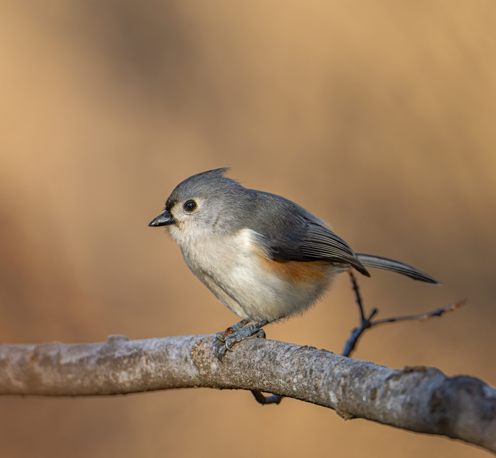 Tufted titmouse a Macro and nature photography