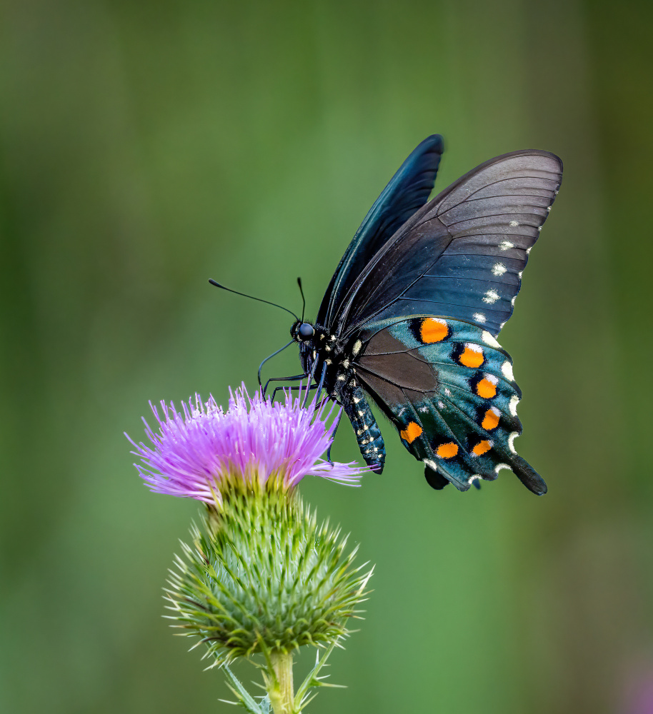 	 Pipevine swallowtail a Macro and nature photography
