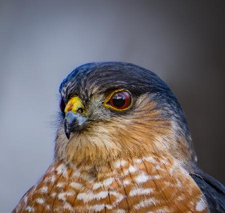 Sharp shinned hawk