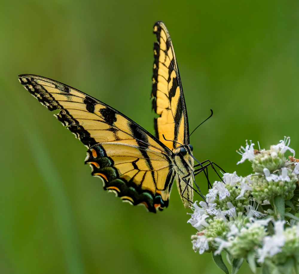 Eastern tiger swallowtail a Macro and nature photography