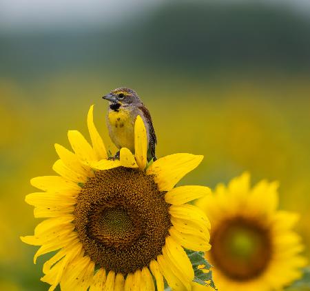 Bird on a sunflower
