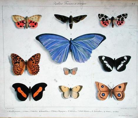 French and foreign butterflies, engraved by Villain, c.1830-40 (colour litho) a Madame Feraud