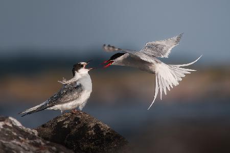 Home delivery, arctic tern style
