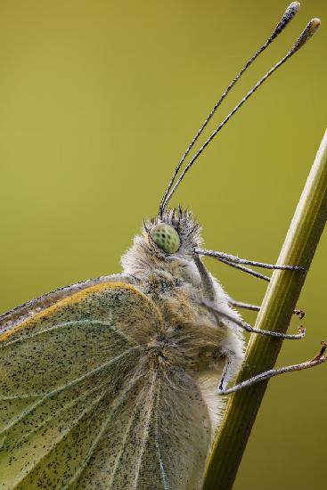 Close-up of a cabbage white