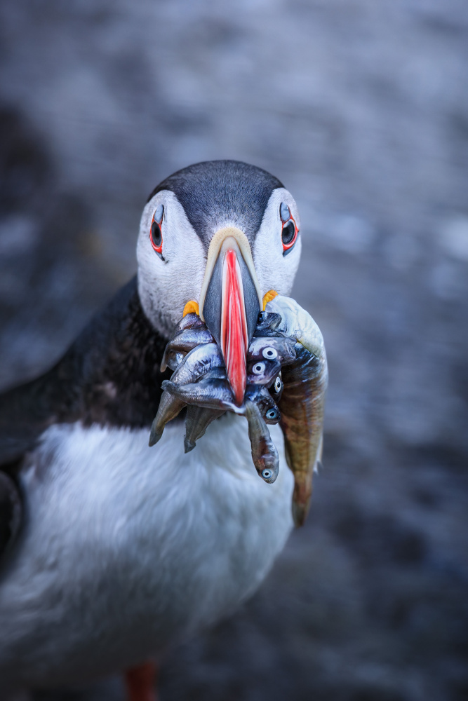 Puffin with breakfast a Magnus Renmyr