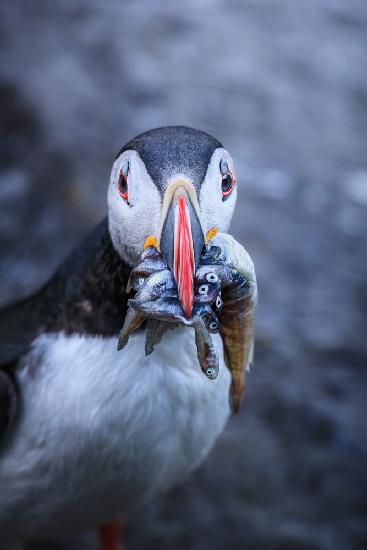 Puffin with breakfast