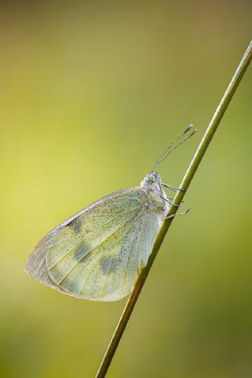 Cabbage white on a straw