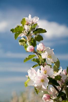 Kirschblüte a Maik Blume