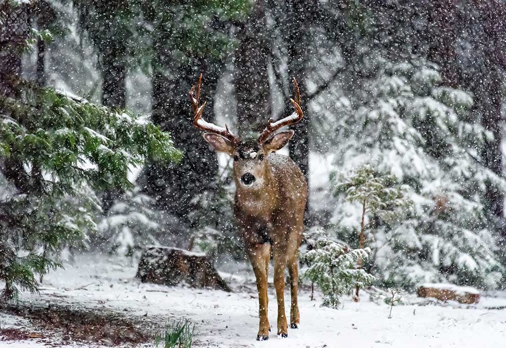 Snow Storm And The Buck Deer a Majestic Moments Photography