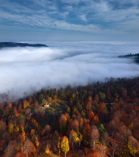 Foggy Forest Panoramic View