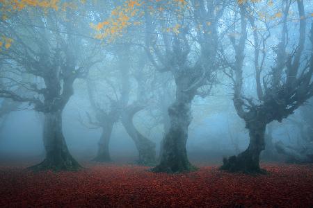 Posing in the Mist