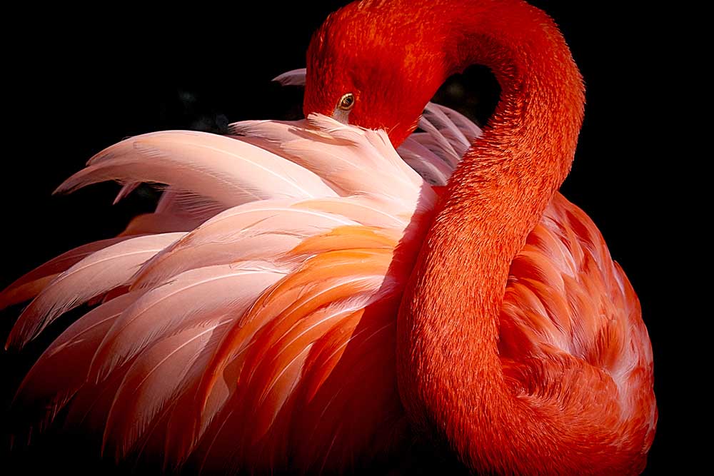 flamingo a Makoto Nishikura