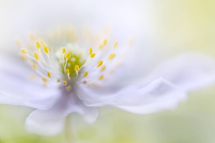 Anemone Beauty a Mandy Disher