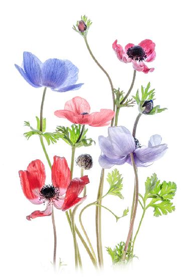 Anemone De Caen