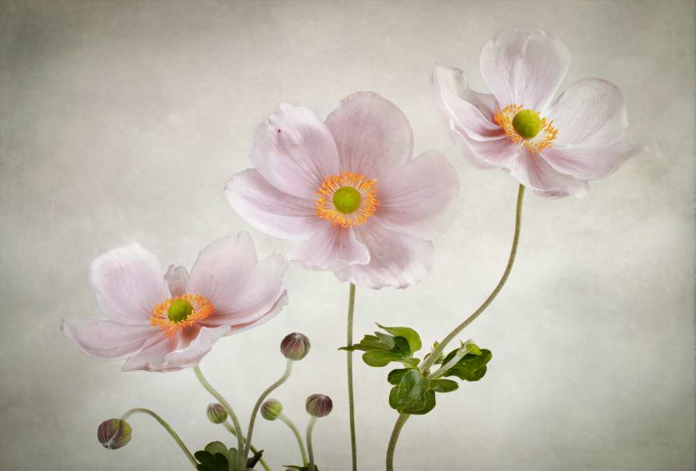Anemones a Mandy Disher
