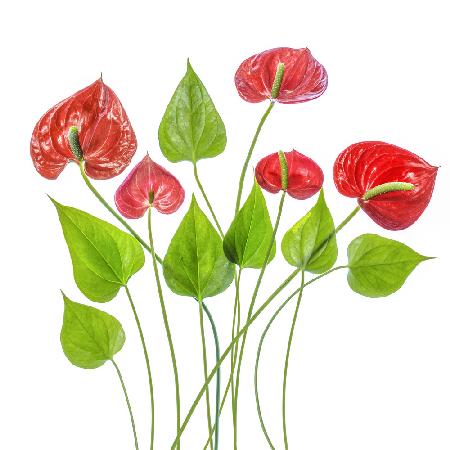 Anthurium