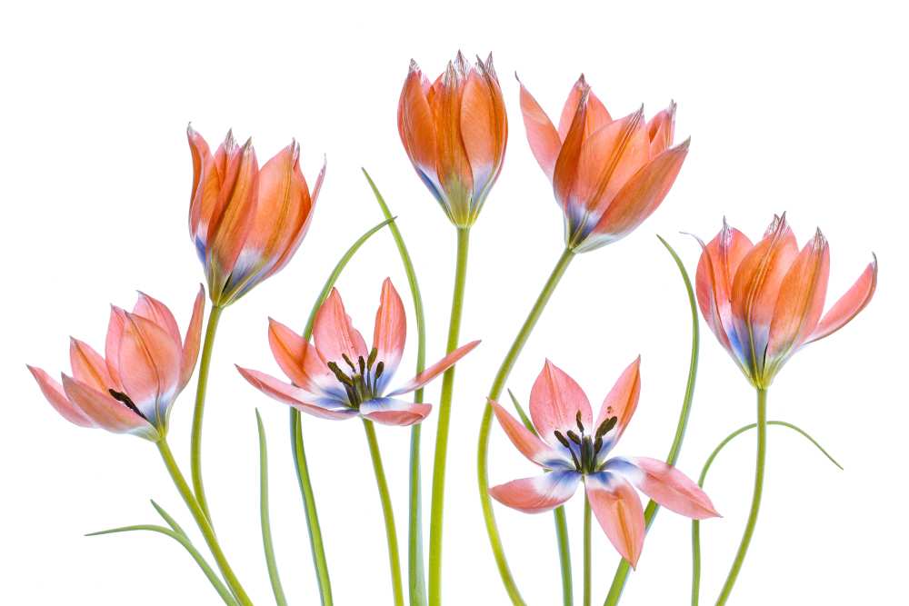 Apricot Tulips a Mandy Disher