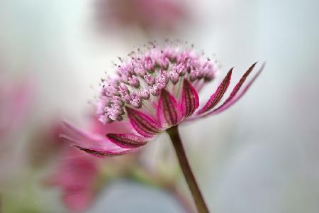 Astrantia