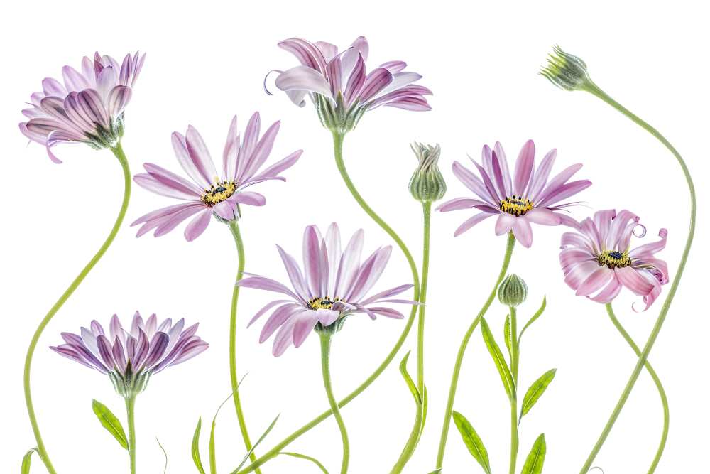 Cape Daisies a Mandy Disher