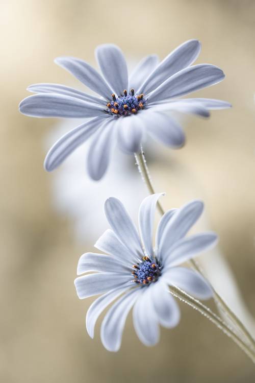 Cape daisies a Mandy Disher